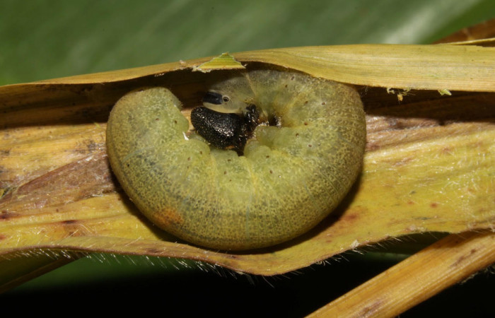 Fig.10. Larva de <i>Conga chydaea</i>. 31mm de longitud. Mostrando cabeza de frente. Voucher : 15-SRNP-31568-DHJ728619.jpg.