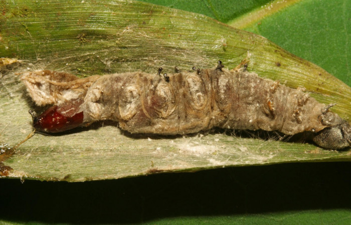 Fig.14. Mostrando cadáver de <i>Conga chydaea</i>. 34mm de longitud vista ventral. Voucher :12-SRNP-30000-DHJ485167.jpg-DHJ485167.jpg.