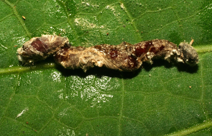 Fig.15. Mostrando cadáver de <i>Conga chydaea</i>. 30mm de longitud. Voucher :11-SRNP-30640-DHJ481670.jpg.