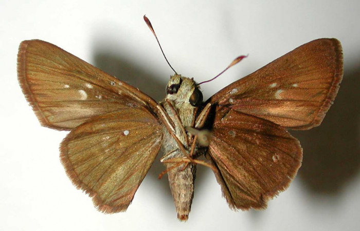 Fig.2. Adulto de <i>Conga chydaea</i>. Hembra 30mm  de longitud vista ventral. Voucher : 95-SRNP-7295-DHJ38571.jpg.