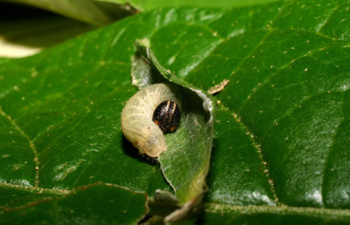 Fig.5. Larva de <i>Conga chydaea</i>. 11mm de  longitud vista dorsal. Voucher : 07-SRNP-35242-DHJ420025.jpg.