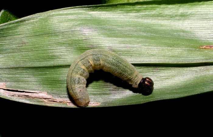 Fig.6. Larva de <i>Conga chydaea</i>. 20mm de             
 longitud. Voucher : 06-SRNP-48051-DHJ419174.jpg.