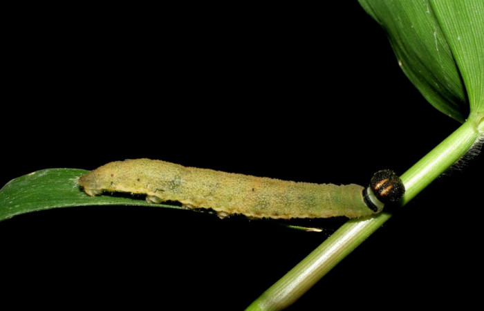 Fig.8.Larva de <i>Conga chydaea</i>. 28mm de longitud vista dosal. Voucher : 07-SRNP-55722-DHJ422940.jpg.