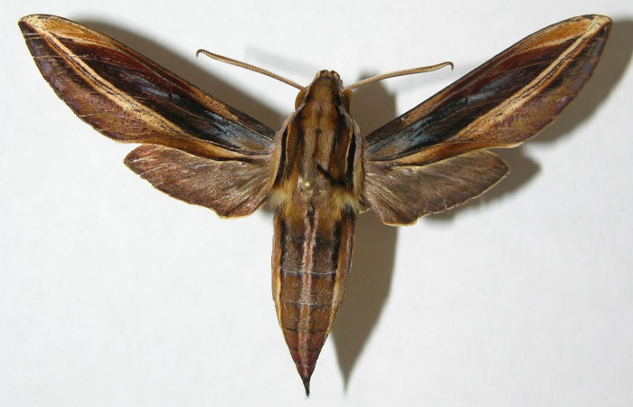 Fig.01. Adulto de <i>Xylophanes thyelia</i> (Sphingidae), macho, vista dorsal, 57mm de envergadura. Voucher: 06-SRNP-5787-DHJ347406.jpg.