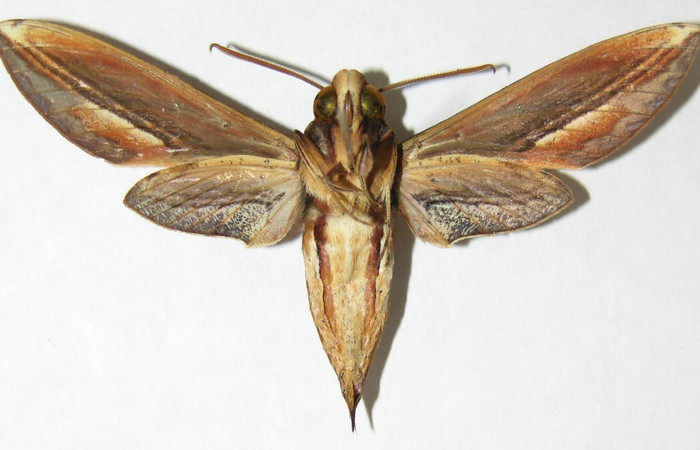 Fig.02. Adulto de <i>Xylophanes thyelia</i> (Sphingidae), macho, vista ventral, 53mm de envergadura. Voucher: 06-SRNP-5768-DHJ347405.jpg.