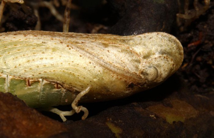 Fig.07. Pupa de <i>Xylophanes thyelia</i> (Sphingidae), vista lateral en acercamiento del torax, 40mm de longitud. Voucher: 14-SRNP-31432-DHJ721310.jpg.