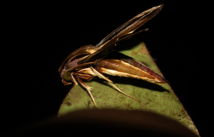 Fig.10. Adulto de <i>Xylophanes thyelia</i> (Sphingidae), vista lateral, 32mm de longitud. Voucher: 14-SRNP-31432-DHJ721323.jpg.