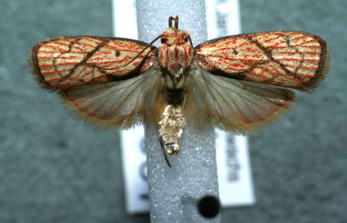  Adulto en posición dorsal de <i>Machimia crucifera</i> (Depressariidae). Sector San Cristóbal, Bosque Transición. Voucher 12-SRNP-4661-DHJ568277.