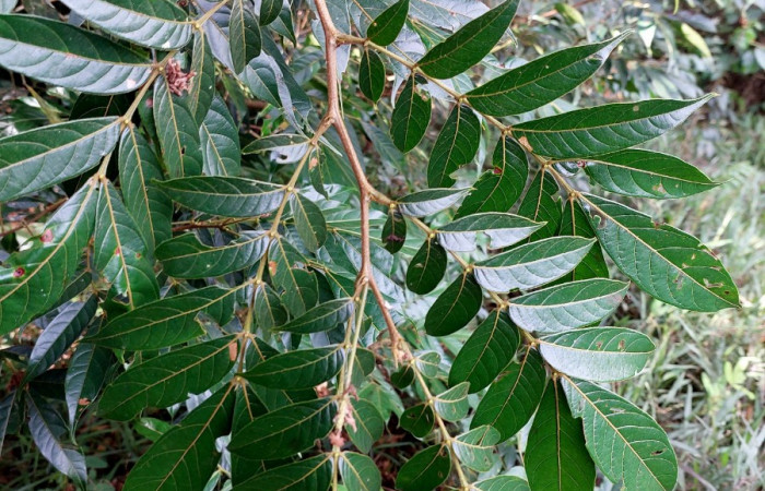  <i>Inga micheliana</i> (Fabaceae), planta hospedera de <i>Machimia crucifera</i> (Depressariidae). Sector San Cristóbal, Bosque Transición. Foto, Elda Araya, 21 Mayo 2023.
