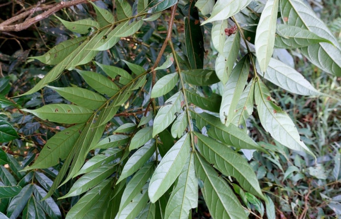  <i>Inga micheliana</i> (Fabaceae), planta hospedera de <i>Machimia crucifera</i> (Depressariidae). Sector San Cristóbal, Bosque Transición. Foto, Elda Araya, 21 Mayo 2023.
