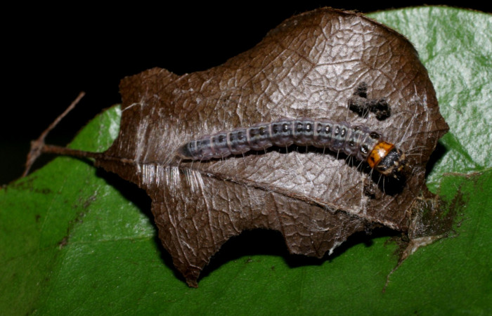  Casita en hojas secas pega las dos hojas en posición dorsal de <i>Antaeotricha</i> Janzen76 (Depressariidae), U estadio. Sector Rincon Rain Forest, Finca Aurita. Voucher 06-SRNP-41507-DHJ416871.jpg.