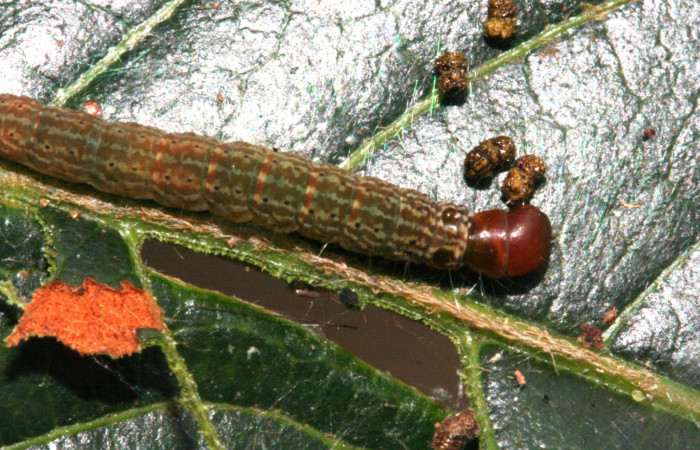  Cabeza en posición dorsal de <i>Machimia crucifera</i> (Depressariidae), PU estadio. Sector San Cristóbal, Bosque Transición. Voucher 10-SRNP-5292-DHJ475758.jpg.
