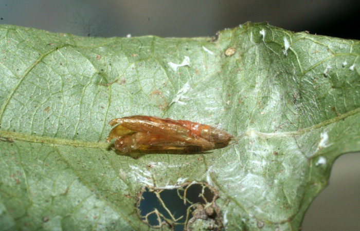 Figura 9. Pupa vacía de <i>Dichomeris</i> Janzen179 (Gelechiidae). Voucher 09-SRNP-1579-DHJ462877.jpg.