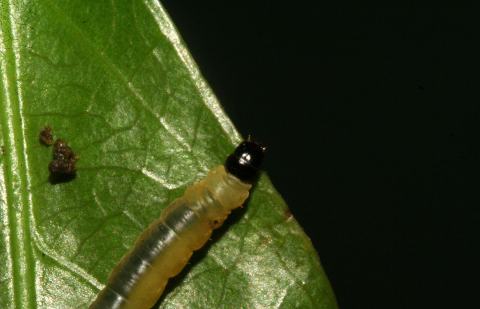 Figura 3. <i>Dichomeris</i> Janzen179 (Gelechiidae), último estadio, posición dorsal, Sector San Cristóbal. Voucher 09-SRNP-783-DHJ450362.jpg.