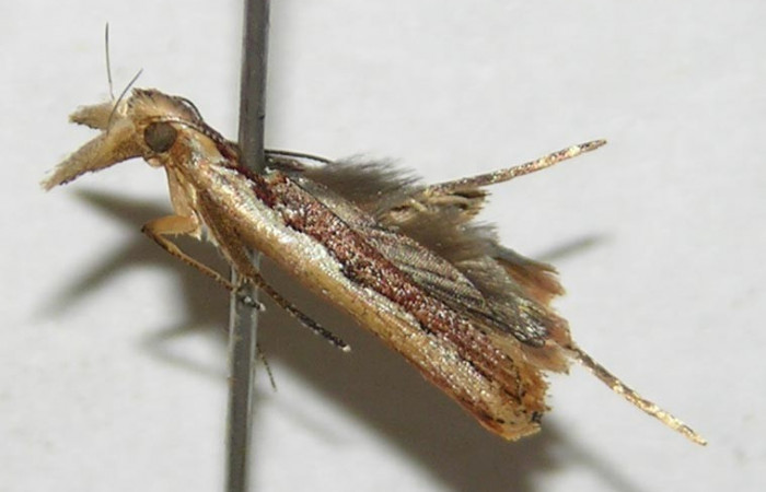 Figura 1. Adulto de <i>Dichomeris</i> Janzen179 (Gelechiidae). Voucher 09-SRNP-990-DHJ503179.jpg.