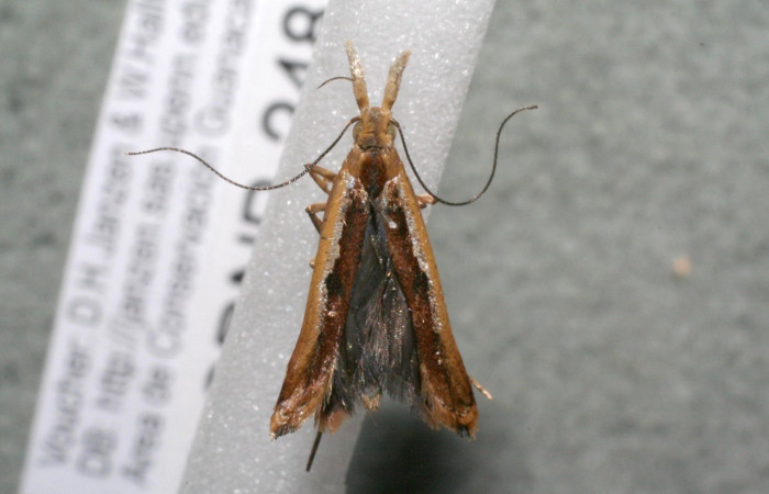 Figura 11. Adulto de <i>Dichomeris</i> Janzen179 (Gelechiidae). Voucher 17-SRNP-248-DHJ951553.jpg.