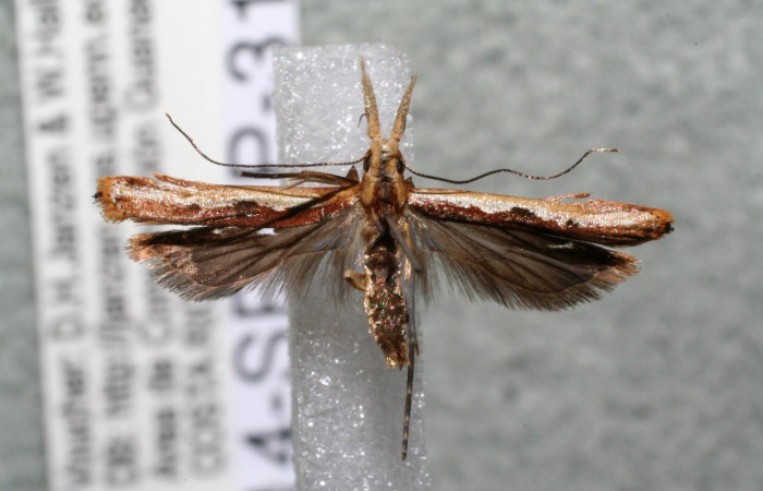 Figura 10. Adulto de <i>Dichomeris</i> Janzen179 (Gelechiidae). Voucher 14-SRNP-31292-DHJ920735.jpg.