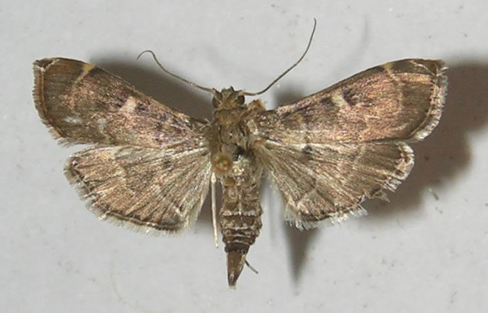  Fig.1 Adulto <i>Herpetogramma salbialis</i> mostrando la parte dorsal, hembra.Voucher: 11-SRNP-55498-DHJ552722.jpg.