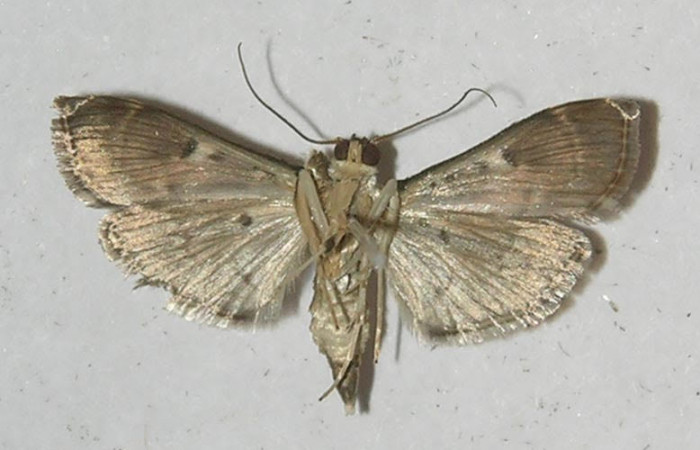  Fig.2 Adulto <i>Herpetogramma salbialis</i> mostrando la parte ventral, hembra.Voucher: 11-SRNP-55498-DHJ552723.jpg.