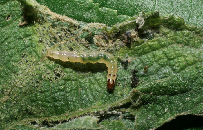 Fig. 5 Larva <i>Herpetogramma salbialis</i> en último estadio, mostrando la parte dorsal entero. Voucher: 09-SRNP-57164-DHJ460570.jpg.