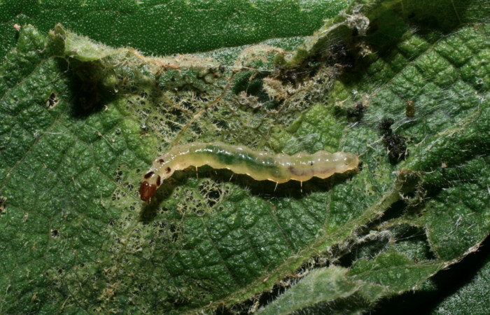Fig. 6 Larva <i>Herpetogramma salbialis</i> en último estadio, mostrando la parte dorsal entero. Voucher: 09-SRNP-57164-DHJ460571.jpg.