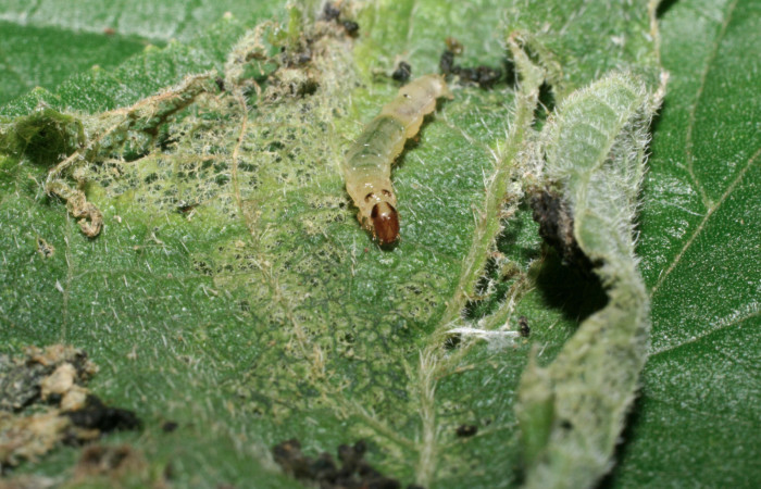 Fig. 7 Larva <i>Herpetogramma salbialis</i> en último estadio, mostrando la parte cabeza. Voucher: 09-SRNP-57164-DHJ460572.jpg.