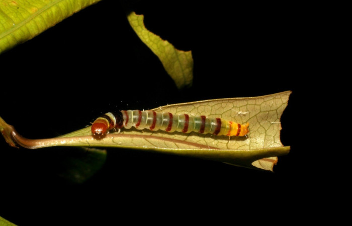 Fig. 12 <i>Dichomeris</i> designatellaDHJ02 (Gelechiidae), último estadio. Los Almendros. Voucher 05-SRNP-22113-DHJ403649.jpg.
