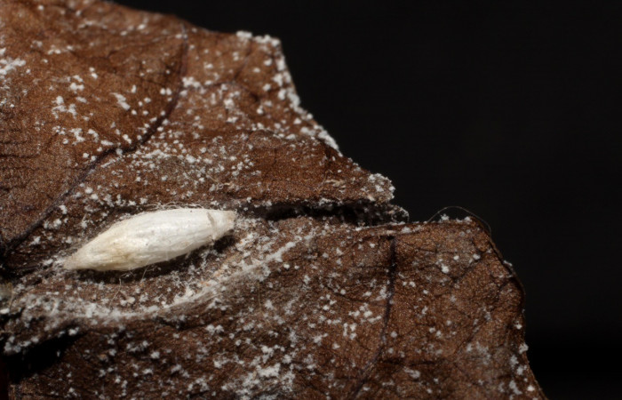 Figura 7. Capullo eclosionado de <i>Apanteles jesusbrenesi</i>(Braconidae), parásito de <i>Dichomeris</i> Janzen179 (Gelechiidae). Voucher 10-SRNP-1156-DHJ495990.jpg.
