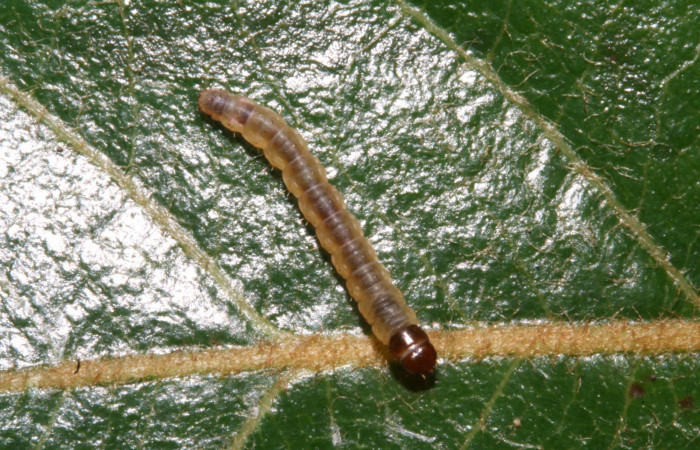 Figura 10. Dorsal entero <i>Psilocorsis</i> Janzen373, (Crambidae), en la planta <i>Byrsonima crassifolia</i> (Malpighiaceae). Sector Rincon Rain Forest. Sendero Venado (elevación 420 metros), Colectada 12 abril 2012. (12-SRNP-41525-DHJ489560.JPG).