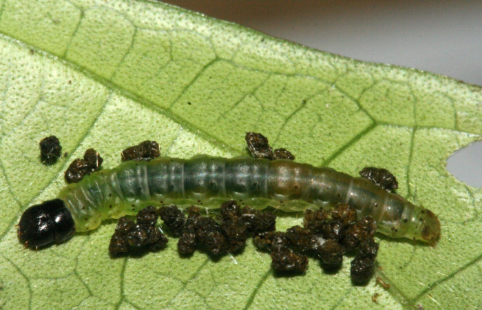 Figura 11. Dorsal entero <i>Psilocorsis</i> Janzen586, (Crambidae), en la planta malpig 17570 (Malpighiaceae). Sector Rincon Rain Forest. Sendero Albergue Cracter (elevación 980 metros), Colectada 28 junio 2010. (10-SRNP-3418-DHJ470907.JPG).