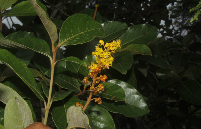 Figura 13. Flores <i>Byrsonima crassifolia</i>, (Malpighiaceae), de <i>Psilocorsis</i> Janzen373, (Crambidae). Foto, Jorge Hernández, 30 de junio 2017.