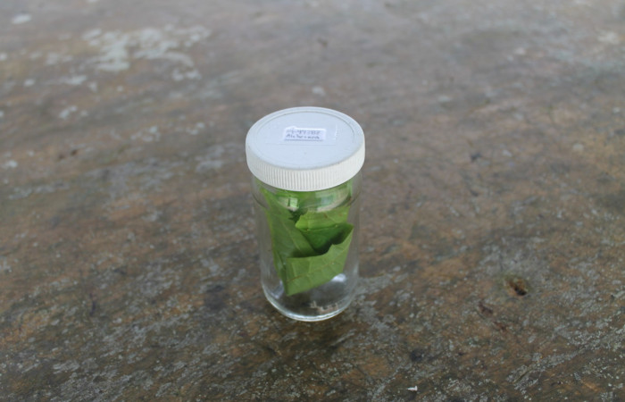Figura 1. Larva <i>Psilocorsis</i> Janzen373, en vaso con su número de voucher y nombre de la planta. Foto, Ana Córdoba, 20 Noviembre 2014.