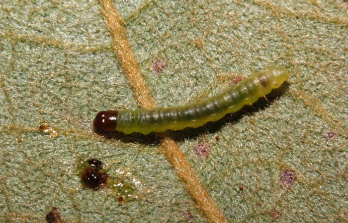 Figura 2. Dorsal entero <i>Psilocorsis</i> Janzen373, (Crambidae), en la planta <i>Byrsonima crassifolia</i> (Malpighiaceae). Sector Rincon Rain Forest. Camino Río Niño (elevación 326 metros), Colectada 9 octubre 2015. (15-SRNP-26169-DHJ730086.jpg).