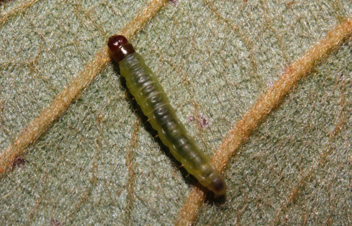 Figura 3. Dorsal entero <i>Psilocorsis</i> Janzen373, (Crambidae), en la planta <i>Byrsonima crassifolia</i> (Malpighiaceae). Sector Rincon Rain Forest. Camino Río Niño (elevación 326 metros), Colectada 9 octubre 2015. (15-SRNP-26169-DHJ730088.jpg).