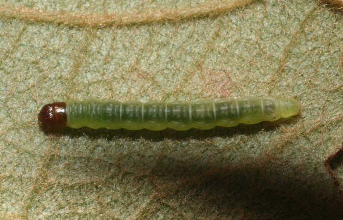 Figura 4. Dorsal entero <i>Psilocorsis</i> Janzen373, (Crambidae), en la planta <i>Byrsonima crassifolia</i> (Malpighiaceae). Brasilia. Moga (elevación 320 metros), Colectada 24 octubre 2011. (11-SRNP-66078-DHJ487832.jpg).