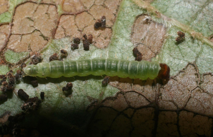 Figura 5. Dorsal central <i>Psilocorsis</i> Janzen373, (Crambidae), en la planta <i>Byrsonima crassifolia</i> (Malpighiaceae). Brasilia. Moga (elevación 320 metros), Colectada 24 octubre 2011. (11-SRNP-66078-DHJ487831.jpg).