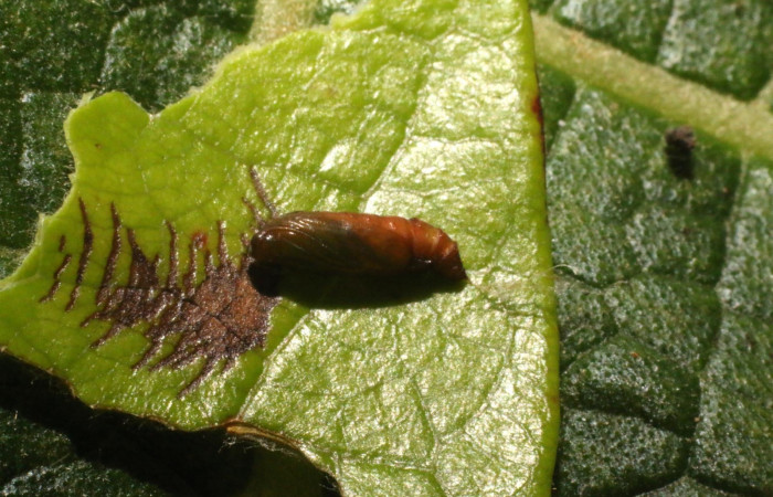 Figura 6. Pupa <i>Psilocorsis</i> Janzen373 (Crambidae). (23-SRNP-80266-DHJ786328.jpg).