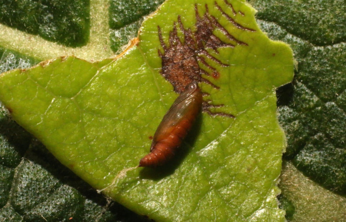 Figura 7. Pupa <i>Psilocorsis</i> Janzen373 (Crambidae). (23-SRNP-80266-DHJ786327.jpg).