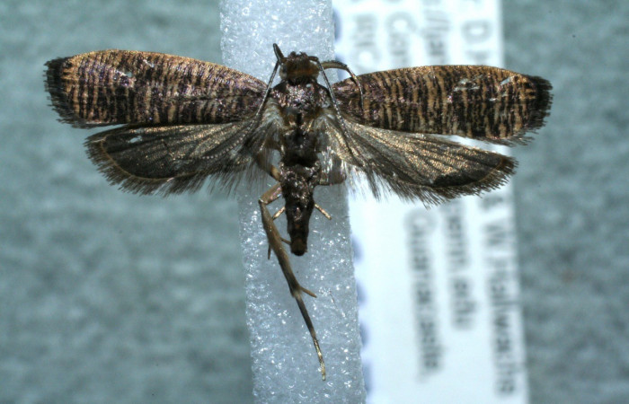 Figura 8. Adulto <i>Psilocorsis</i> Janzen373 (Crambidae), posición vista dorsal. (11-SRNP-66072-DHJ561490.jpg).