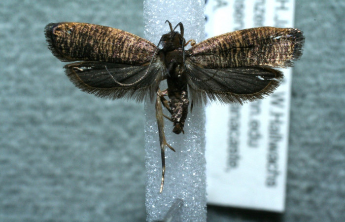 Figura 9. Adulto <i>Psilocorsis</i> Janzen373 (Crambidae), posición vista dorsal. (11-SRNP-66072-DHJ561500.jpg).