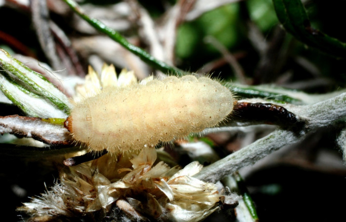 Figura 1. Larva <i>Strymon istapa</i> (Lycaenidae), color crema, posición dorsal, último estadio, mide 11 mm aproximadamente. Planta hospedera <i>Fleischmannia pycnocephala</i> (Arecaceae). Voucher: 09-SRNP-35705-DHJ455631.jpg.