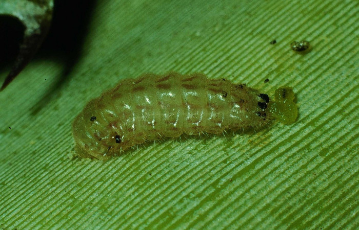 Figura 10. Larva <i>Strymon megarus</i> (Lycaenidae), color crema, posición dorsal, último estadio, mide 5 mm aproximadamente. Planta hospedera <i>Bromelia pinguin</i> (Bromeliaceae). Voucher: 90-SRNP-2864-DHJ13919.jpg.