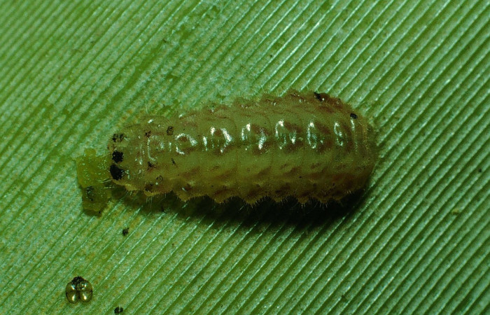 Figura 11. Larva <i>Strymon megarus</i> (Lycaenidae), color crema, posición dorsal, último estadio, mide 5 mm aproximadamente. Planta hospedera <i>Bromelia pinguin</i> (Bromeliaceae). Voucher: 90-SRNP-2864-DHJ13914.jpg.