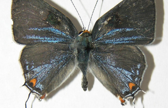 Figura 15. Adulto <i>Strymon megarus</i> (Lycaenidae), posición lateral, mide 24mm. Voucher: 06-SRNP-12113-DHJ343096.