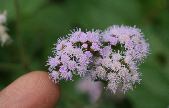 Figura 16. Planta <i>Fleischmannia pycnocephala</i> (Asteraceae), parte enfocada, flor. Foto tomada Jorge Hernandez 17Marzo2009. Voucher: BioBot05382-BB022186.JPG.
