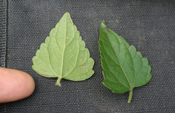 Figura 17. Planta <i>Fleischmannia pycnocephala</i> (Asteraceae), parte enfocada has y envés de la hoja. Foto tomada Jorge Hernandez 17Marzo2009. Voucher: BioBot05382-BB022183.JPG.
