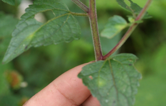 Figura 19. Planta <i>Fleischmannia pycnocephala</i> (Asteraceae), parte enfocada hojas. Foto tomada Jorge Hernandez 17Marzo2009. Voucher: BioBot05382-BB022181.JPG.
