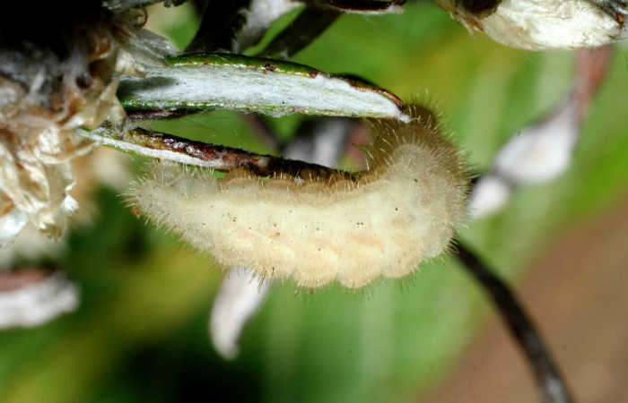 Figura 2. Larva <i>Strymon istapa</i> (Lycaenidae), color crema, posición lateral, último estadio, mide 11 mm aproximadamente. Planta hospedera <i>Fleischmannia pycnocephala</i> (Arecaceae). Voucher: 09-SRNP-35705-DHJ455632.jpg.