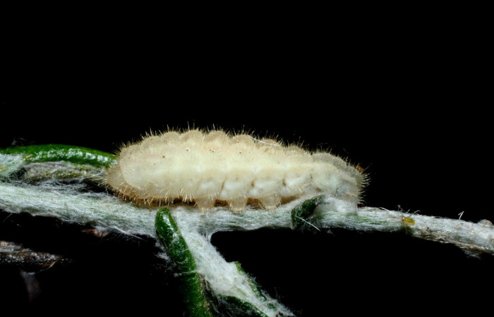 Figura 3. Larva <i>Strymon istapa</i> (Lycaenidae), color crema, posición lateral, último estadio, mide 11 mm aproximadamente. Planta hospedera <i>Fleischmannia pycnocephala</i> (Arecaceae). Voucher: 09-SRNP-35705-DHJ455630.jpg.