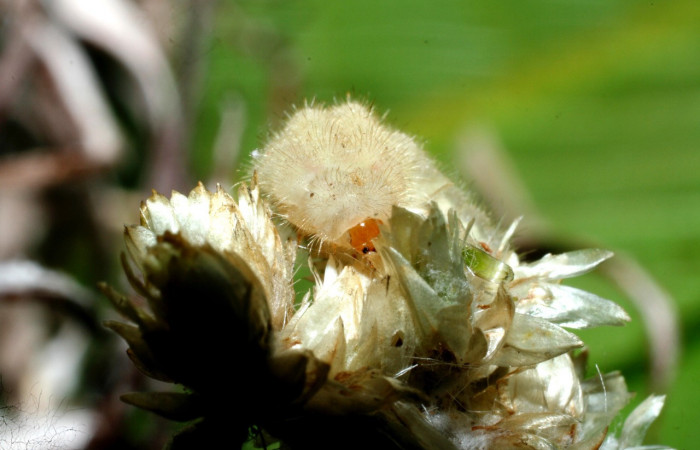 Figura 4. Larva <i>Strymon istapa</i> (Lycaenidae), color crema, posición cabeza, último estadio, mide 11 mm aproximadamente. Planta hospedera <i>Fleischmannia pycnocephala</i> (Arecaceae). Voucher: 09-SRNP-35705-DHJ455626.jpg.